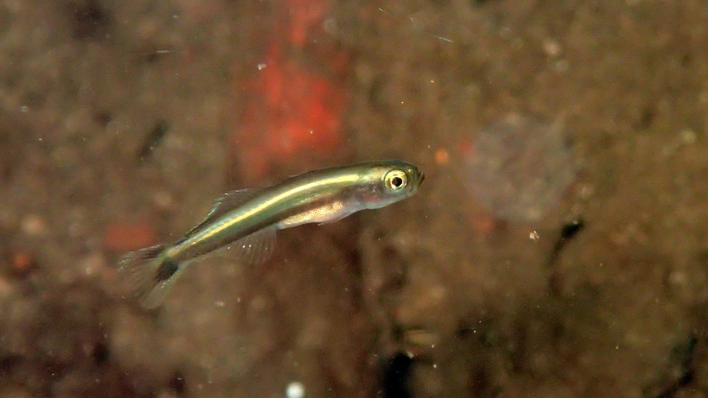 Yellow Dartfish