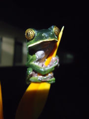 Phyllomedusa venusta