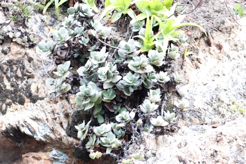 Crassula lactea