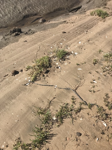iNaturalist observation photo of Plants