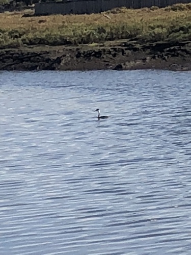 iNaturalist observation photo of Western Grebe