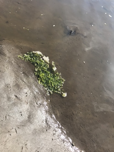 iNaturalist observation photo of green algae