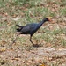 Pacific Swamphen - Photo (c) Jakob Fahr, some rights reserved (CC BY-NC), uploaded by Jakob Fahr