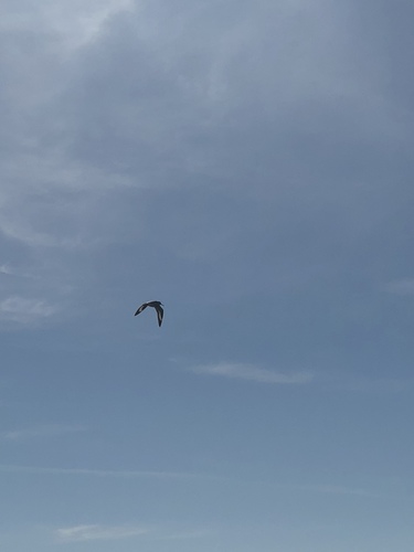 iNaturalist observation photo of Willet