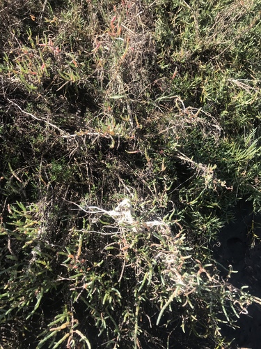 iNaturalist observation photo of pickleweeds