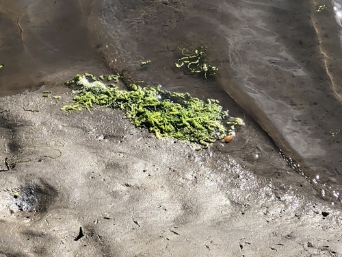 iNaturalist observation photo of Gutweed