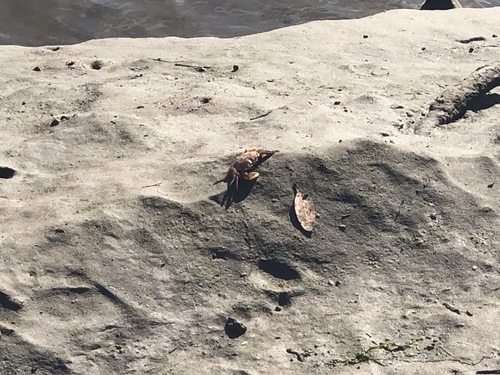 iNaturalist observation photo of Striped Shore Crab