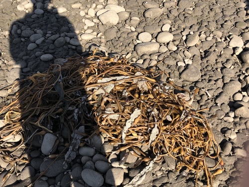 iNaturalist observation photo of Giant Kelp