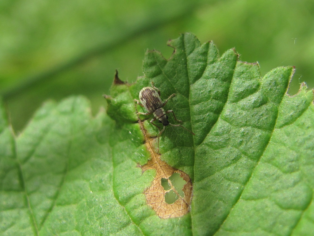 Pseudomyllocerus caucasicus