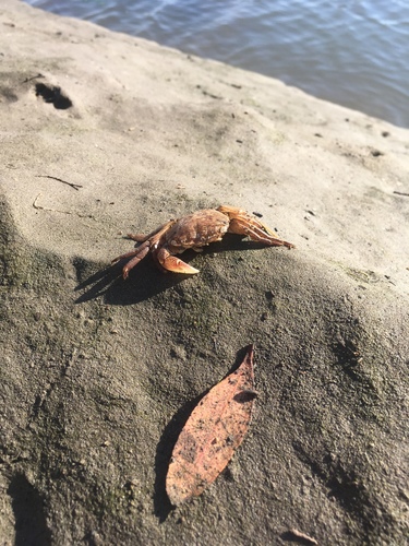 iNaturalist observation photo of Striped Shore Crab