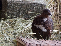 Coturnix japonica