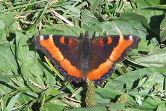 Aglais milberti viola