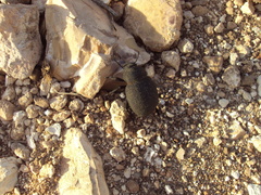 Pachyscelis rotundata