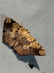 Nematocampa completa