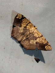 Nematocampa completa