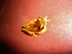 Dendropsophus ebraccatus