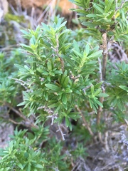 Galium catalinense acrispum