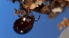 Galumnidae