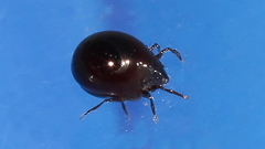 Galumnidae