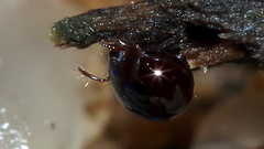 Galumnidae