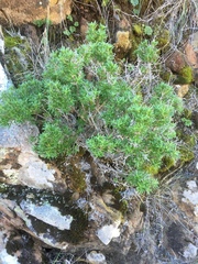 Galium catalinense acrispum