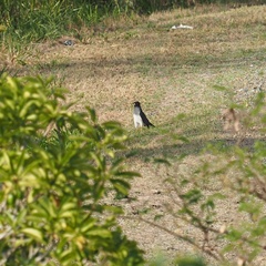Accipiter haplochrous