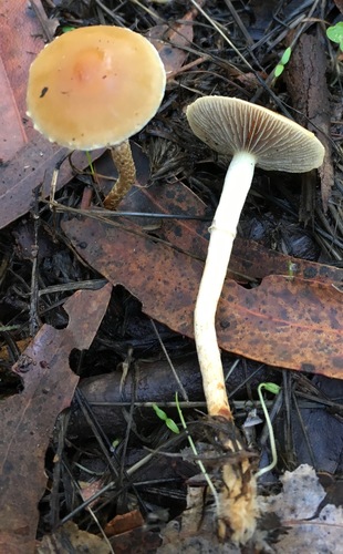 Leratiomyces nuotrauka