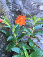 Diplacus parviflorus