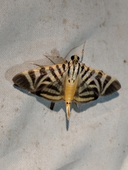 Spilomela perspicata