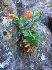 Diplacus parviflorus