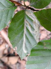 Stigmella hemargyrella