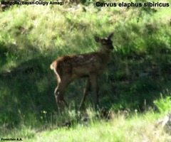 Cervus canadensis sibiricus