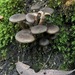 Armillaria fumosa - Photo (c) Todd Huang, some rights reserved (CC BY-NC), uploaded by Todd Huang