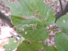 Stigmella tiliae