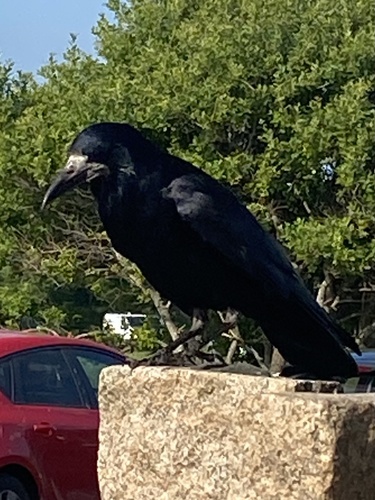 Graja (Corvus frugilegus)