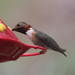 Calliope × Rufous Hummingbird - Photo (c) Nick Pederson, some rights reserved (CC BY-NC), uploaded by Nick Pederson