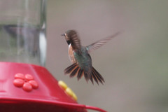 Selasphorus calliope × rufus