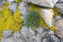 Draba jorullensis