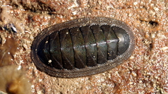 Ischnochiton australis