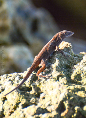 Anolis sagrei
