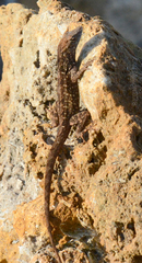 Anolis sagrei