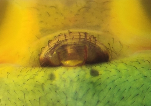 Representative image of Araniella cucurbitina