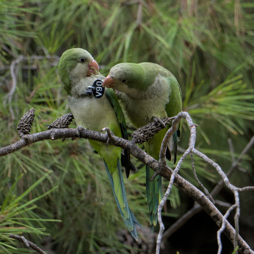 Conure veuve