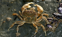 Paragrapsus quadridentatus