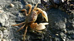 Paragrapsus quadridentatus
