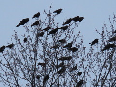 Corvus brachyrhynchos