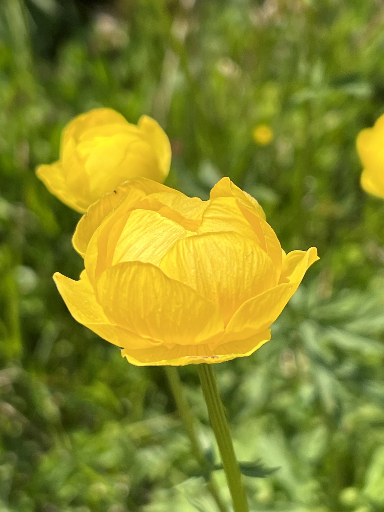 Trollius europaeus