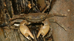 Paragrapsus quadridentatus