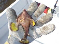 Ogcocephalus cubifrons