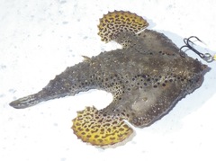 Ogcocephalus cubifrons